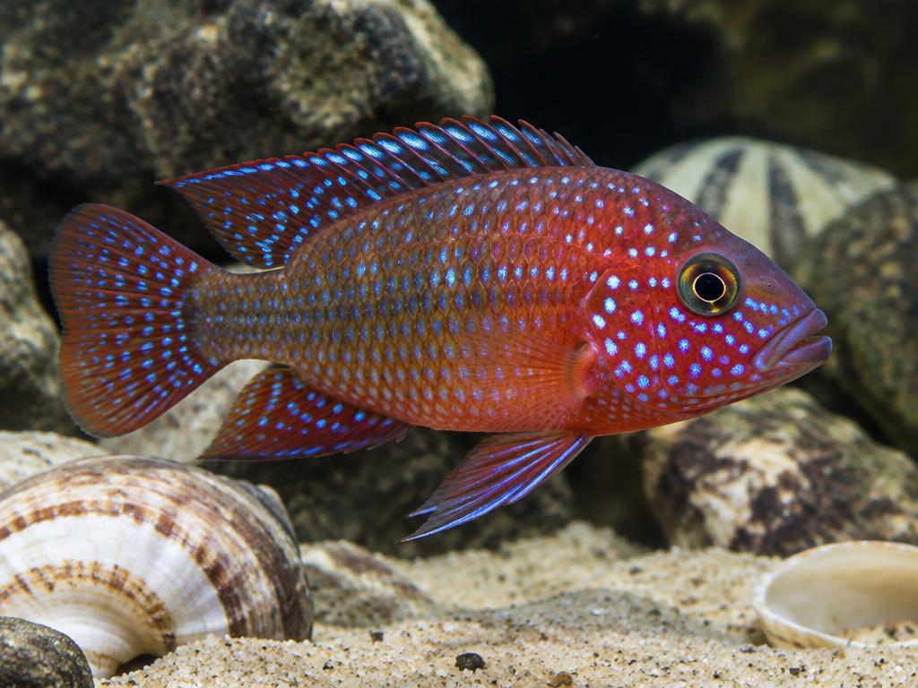 Africains Tanganyika, autres lacs & rivières